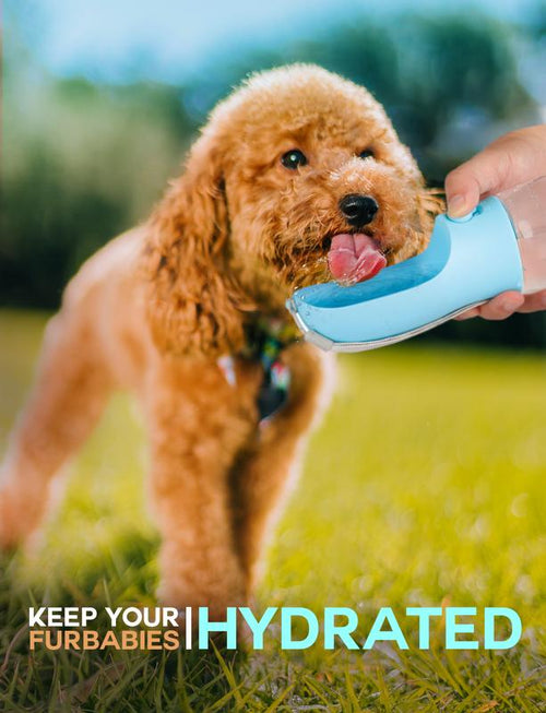 3-1 Pet Water Bottle